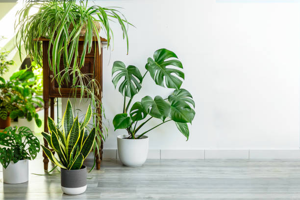 Indoor Decorative Plants