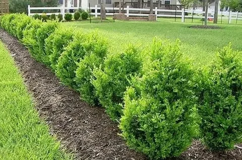 Evergreen Shrubs for Foundation and Shape
