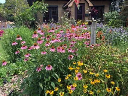 Native Plant Gardens for Natural Beauty and Sustainability