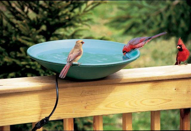 Bird Feeders, Baths, and Wildlife‑Friendly Features