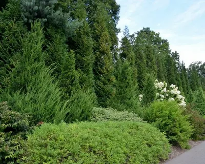Evergreen Shrub Layer Landscaping
