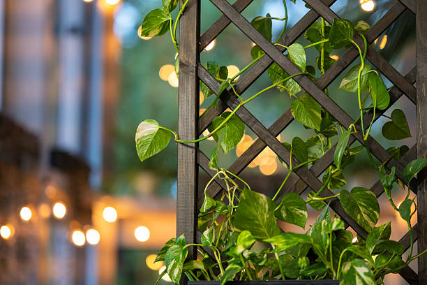 Wooden Trellis for Climbing Plants