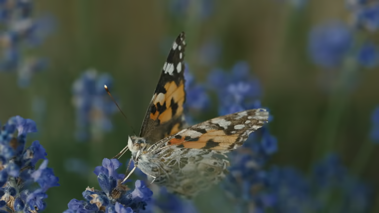 Pollinator Garden for Bees and Butterflies