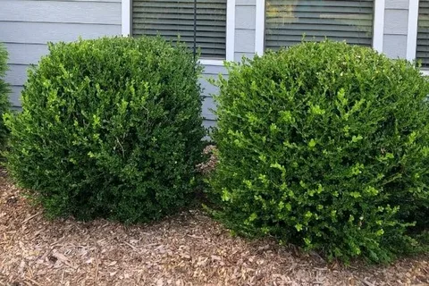 Low-Maintenance Shrub Design