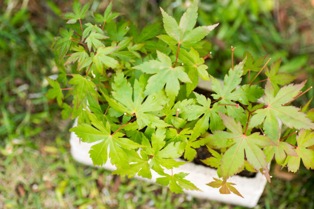 Small Tree with Clean Ground Cover