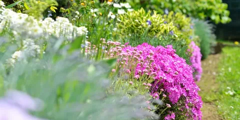 Mixed Perennials for Year-Round Color