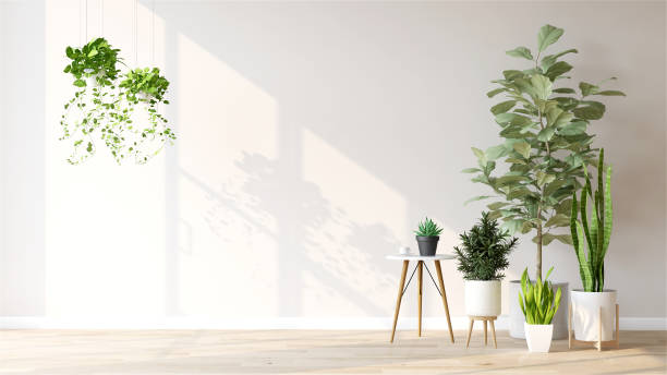 introduce Greenery with One Statement Plant