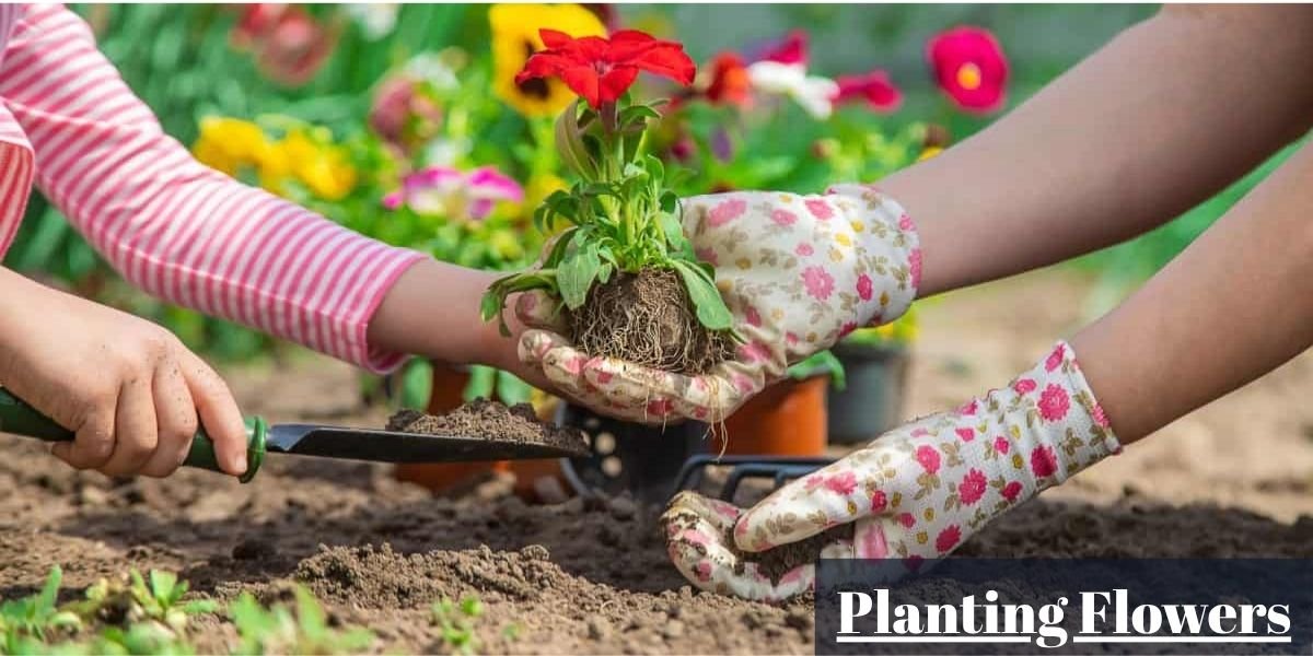 planting flowers