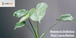 Monstera Deliciosa Thai Constellation