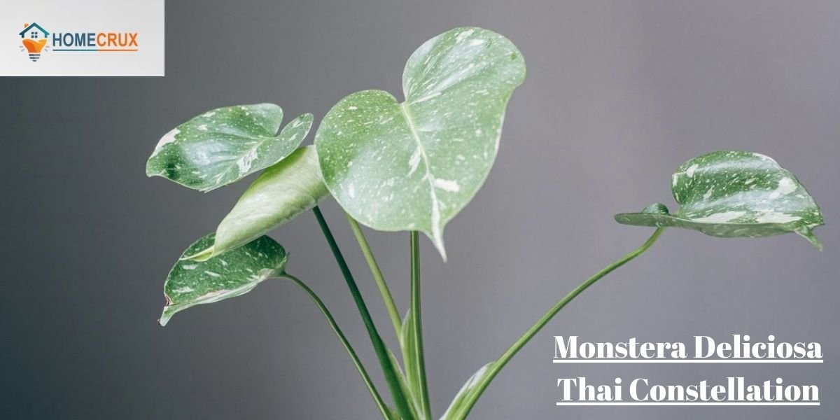 Monstera Deliciosa Thai Constellation