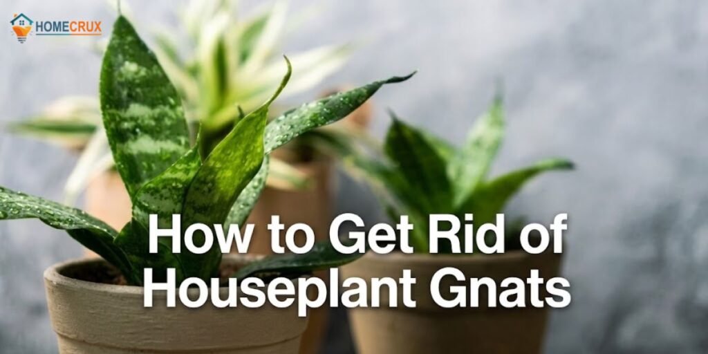 How to Get Rid of Houseplant Gnats