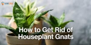 How to Get Rid of Houseplant Gnats