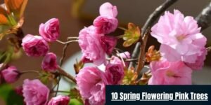 10 Spring Flowering Pink Trees