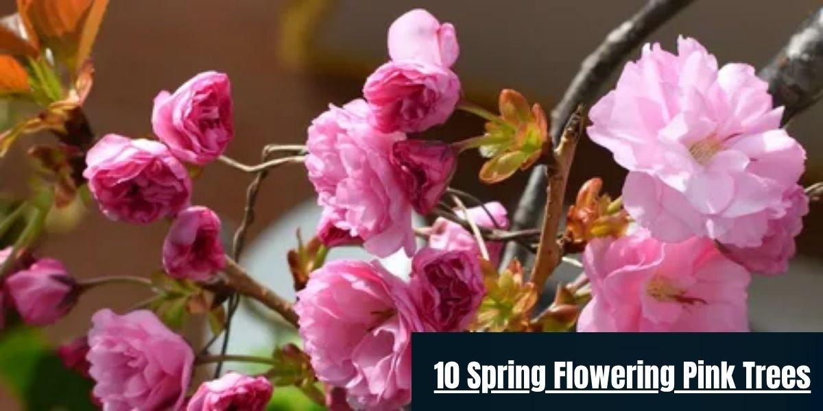 10 Spring Flowering Pink Trees