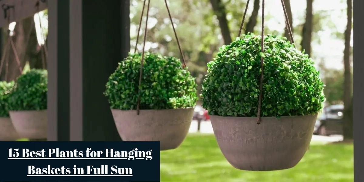 15 Best Plants for Hanging Baskets in Full Sun
