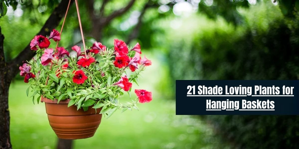 21 Shade Loving Plants for Hanging Baskets