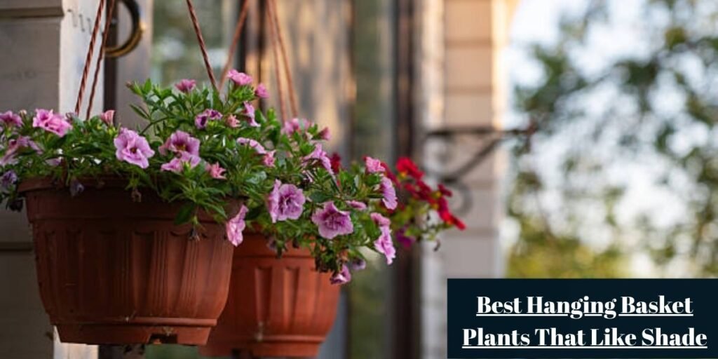 Best Hanging Basket Plants That Like Shade
