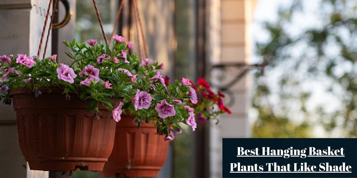 Best Hanging Basket Plants That Like Shade