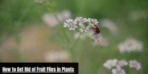 How to Get Rid of Fruit Flies in Plants