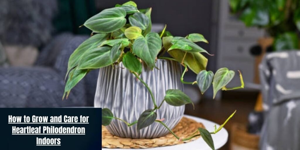 How to Grow and Care for Heartleaf Philodendron Indoors