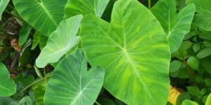 Green Plants With Heart-Shaped Leaves