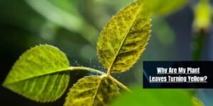 Why Are My Plant Leaves Turning Yellow?