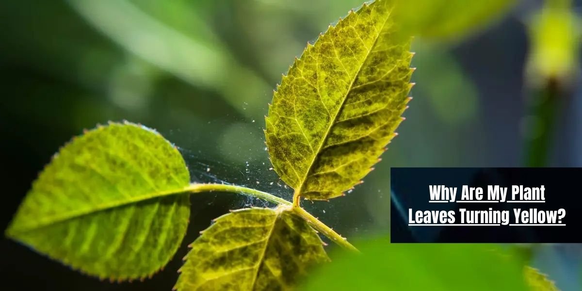 Why Are My Plant Leaves Turning Yellow?