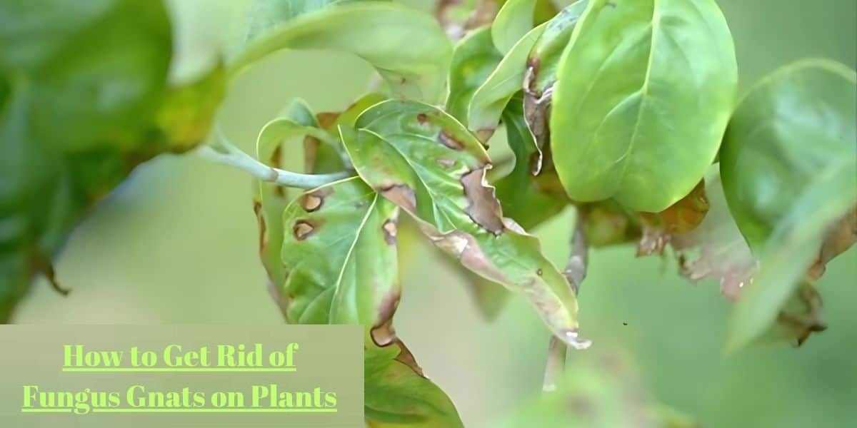 How to Get Rid of Fungus Gnats on Plants