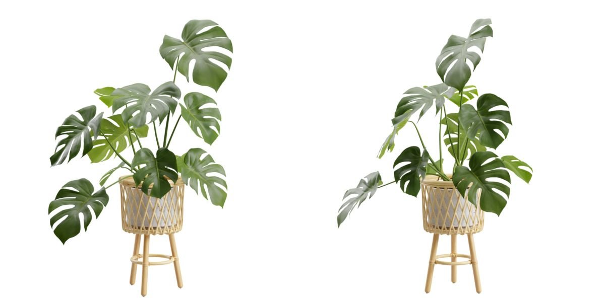How to Grow Monstera Deliciosa and Keep It Healthy Indoors